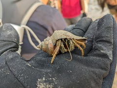 Clibanarius infraspinatus