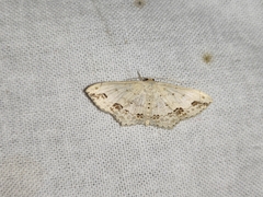 Scopula pulchellata agg