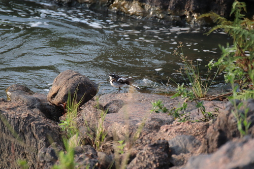African Pied Wagtail