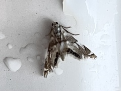 Eoparargyractis plevie