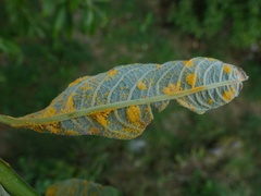 Melampsora epitea