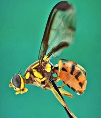 Bactrocera cucurbitae