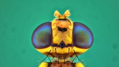 Bactrocera cucurbitae