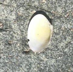 Ruditapes decussatus