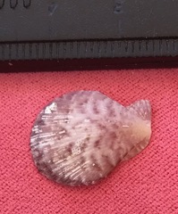 Talochlamys multistriata