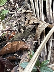 Anolis cuvieri