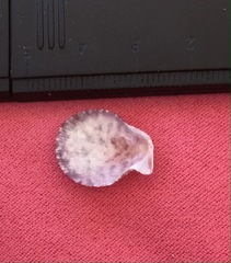 Talochlamys multistriata