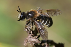 Choerades fuliginosa