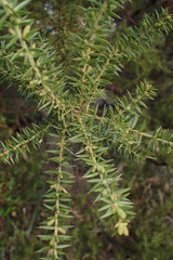 Acacia verticillata verticillata