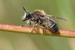 Choerades fuliginosa