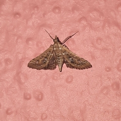 Sameodes