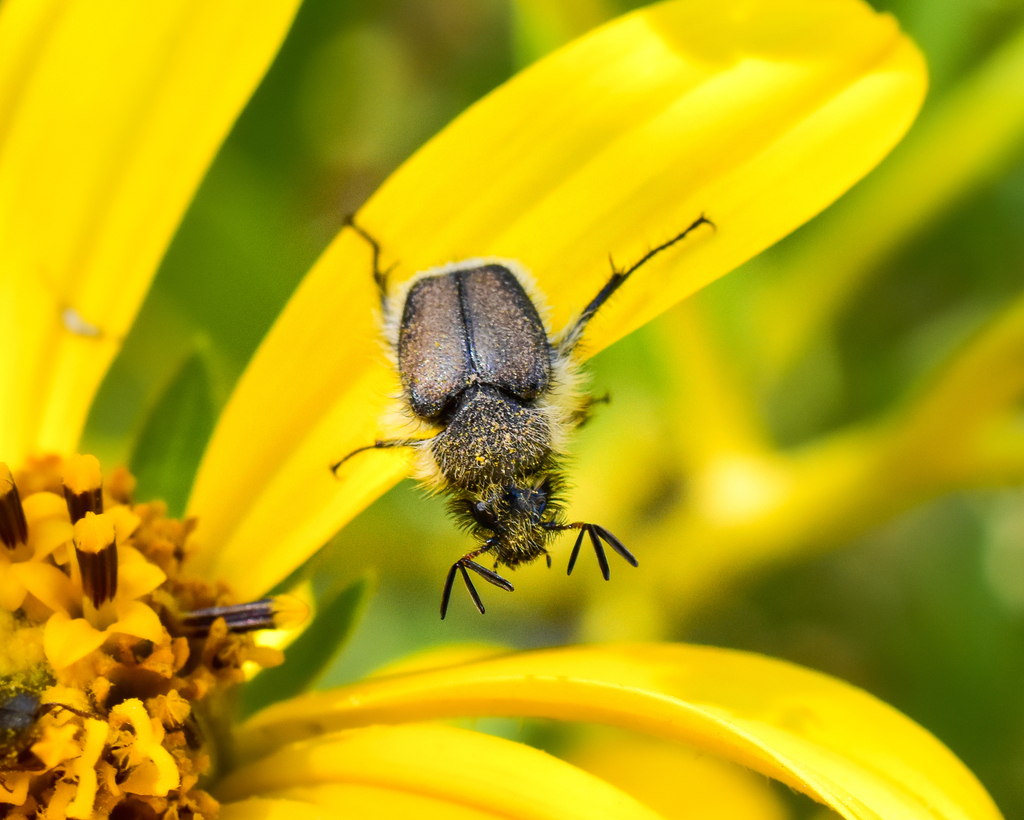 Lichnia limbata