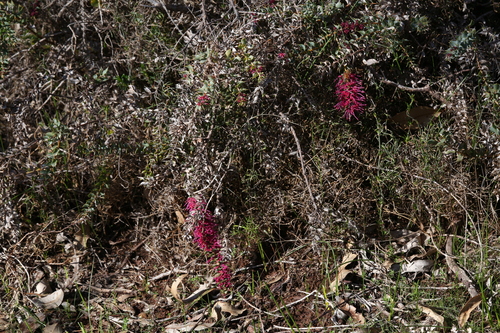 Image of Hakea myrtoides by (c) Hugo Innes, some rights reserved (CC BY)