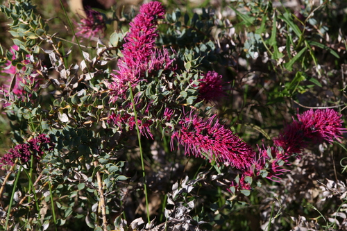 Image of Hakea myrtoides by (c) Hugo Innes, some rights reserved (CC BY)