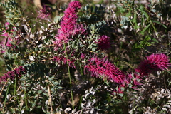 Hakea myrtoides
