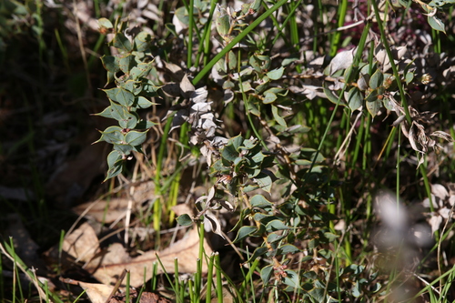 Image of Hakea myrtoides by (c) Hugo Innes, some rights reserved (CC BY)