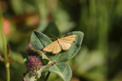 Idaea flaveolaria
