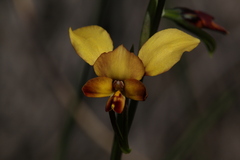 Diuris brumalis