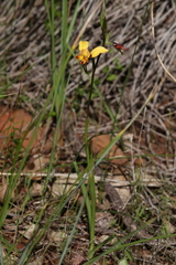 Diuris brumalis