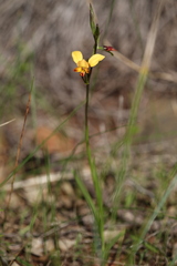 Diuris brumalis