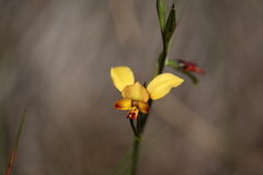 Diuris brumalis