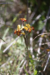 Diuris brumalis