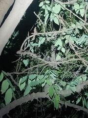 Paradoxurus hermaphroditus hermaphroditus