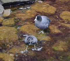 Fulica atra