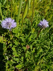 Globularia