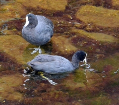 Fulica atra
