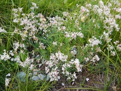 Asperula