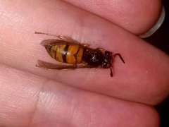 Vespula structor