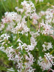 Asperula