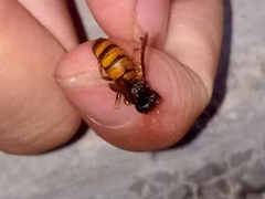 Vespula structor