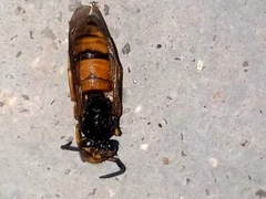 Vespula structor