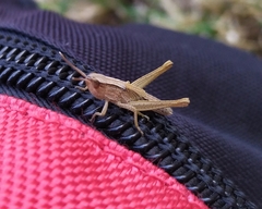 Chorthippus lacustris