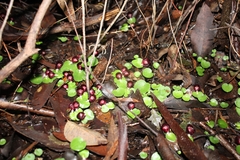 Corybas recurvus