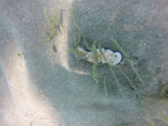 Chromodorididae
