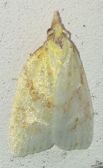 Cenopis pettitana