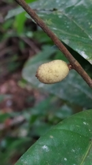 Calycorectes grandifolius