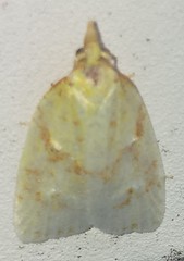 Cenopis pettitana