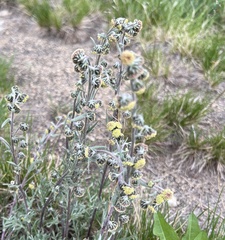 Artemisia norvegica
