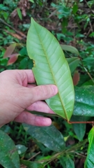 Calycorectes grandifolius