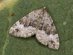 Colostygia aptata
