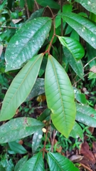 Calycorectes grandifolius