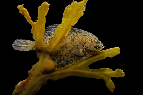 Winter Flounder