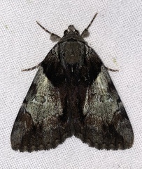 Catocala crataegi