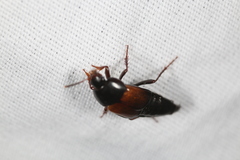 Tachinus fimbriatus