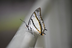 Polyura nepenthes