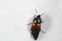 Tachinus fimbriatus